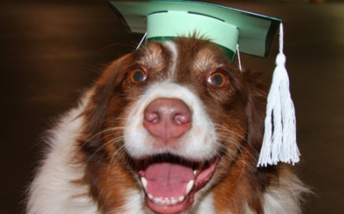 Check out our top 2013 MBA trends - including this cute canine who earned an online MBA