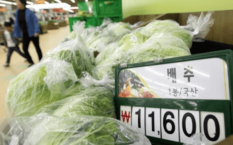 Cabbage Hits W11,000 Per Head (About $10 US)