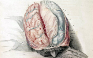 If the brain were simple enough for us to understand it, we would be too simple to understand it (Image: Charles Bell: Anatomy of the Brain, c.1802)